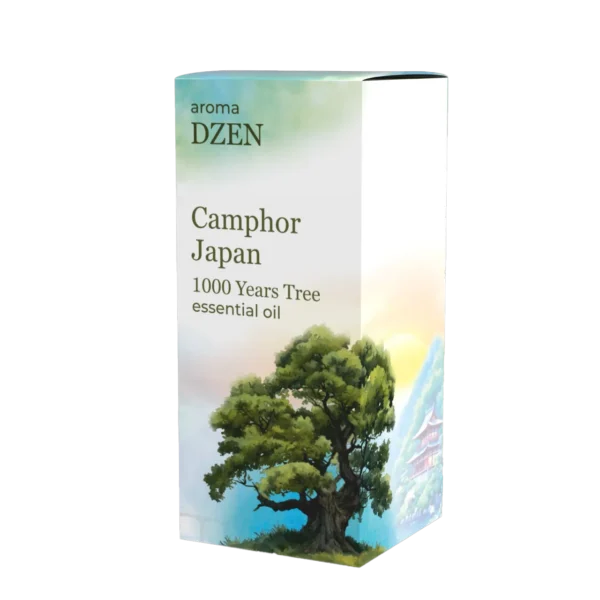 CAMPHOR JAPAN (1000 YEARS TREE)